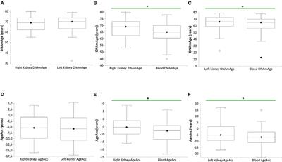 DNA Methylation - and Telomere - Based Biological Age Estimation as Markers of Biological Aging in Donors Kidneys